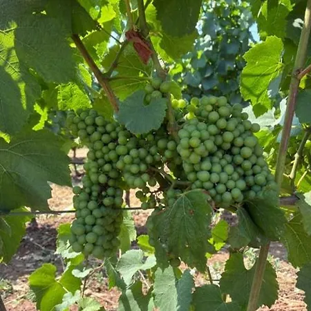 Dream Prázdninový dům *