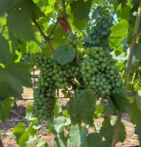 Dream بيت للعطل *